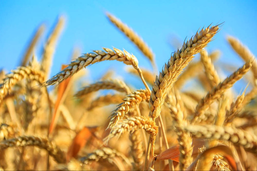 The President of Turkmenistan signed the Resolution “On the production of a rich wheat harvest in Turkmenistan in 2026”
