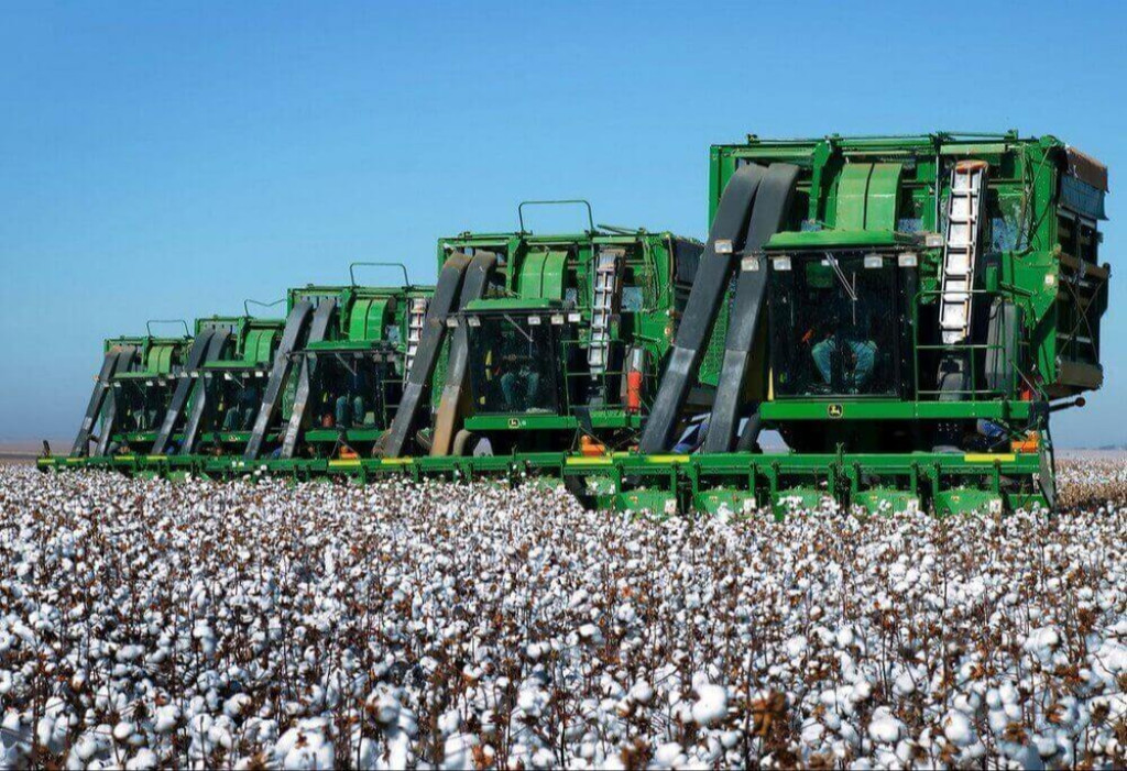Cotton harvest in Turkmenistan to start on September 10