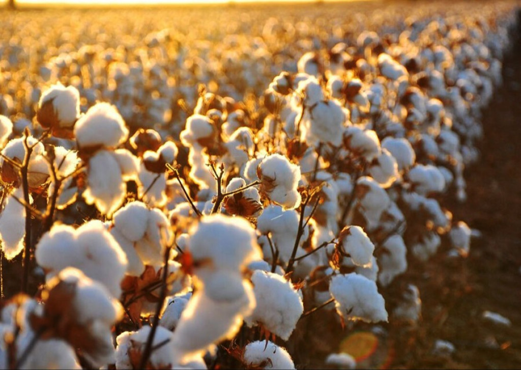 Cotton growers of the Balkan Velayat collected and deposited more than 16 thousand tons of "white gold" for the harman of the Motherland